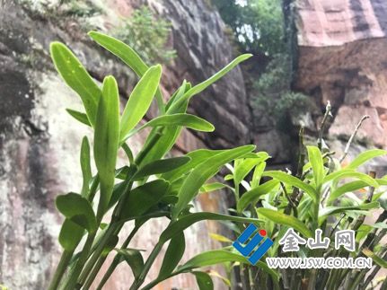 石斛成为赤水百姓脱贫致富的“仙草”。(孔华/摄)