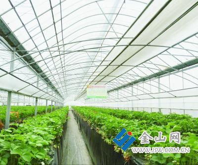 现代化的草莓高架大棚