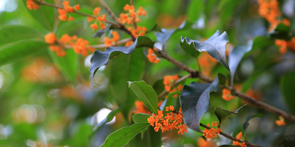 桂花飘香漫古城