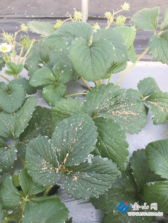 这个草莓叶子的背面这些红色的小点,就是前几天放上去的捕食螨,黑色的