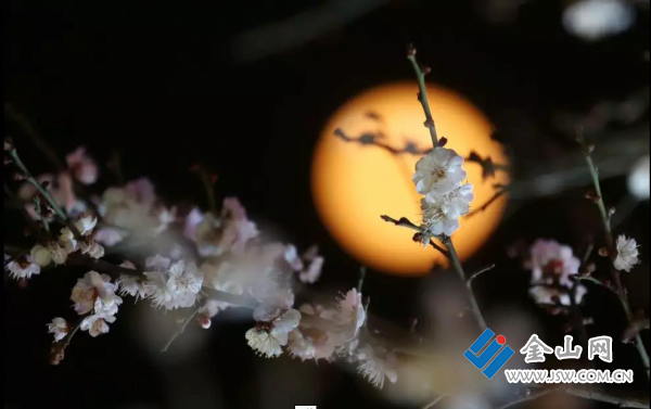 梅花配月光,全国独家夜赏梅花先睹为快,以灯光呼应梅花,月夜寻香,美照