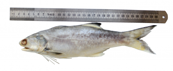 长江镇江扬中段首次发现多鳞四指马鲅