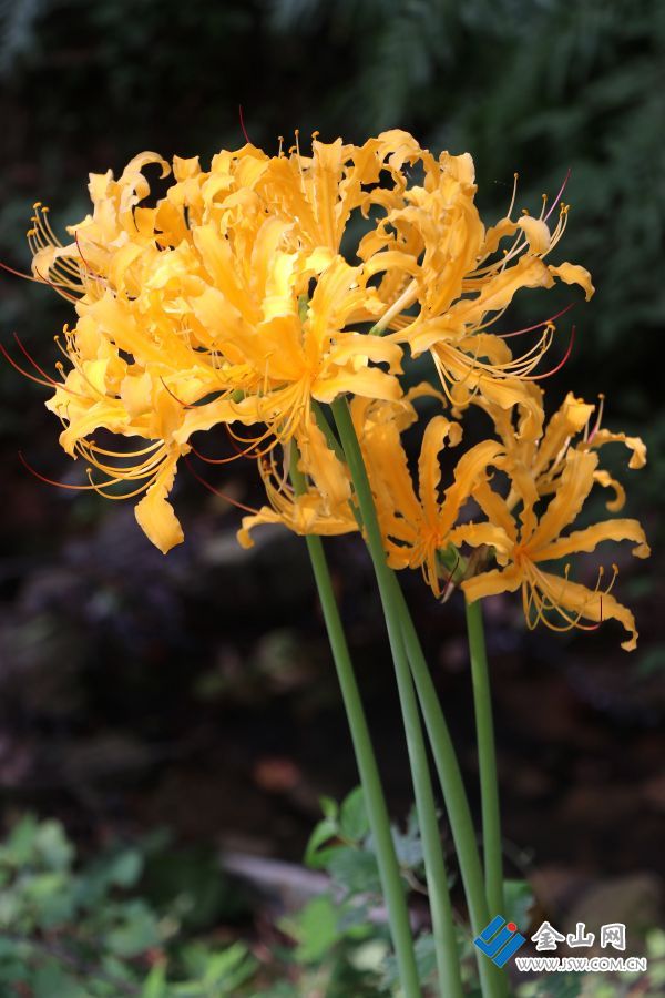 宝华山地名源"黄花石蒜"悄然盛开