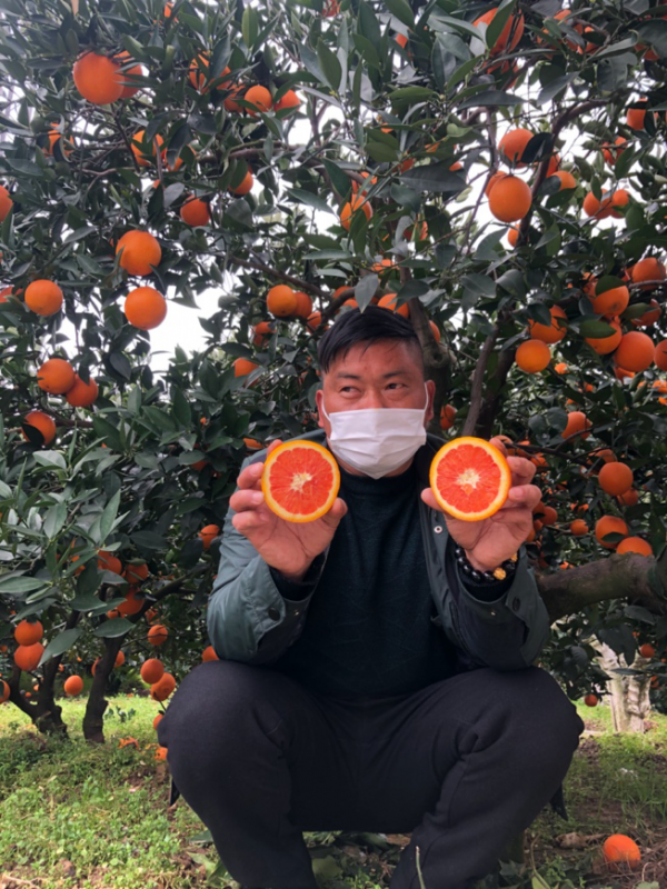 为湖北农民加油首批秭归脐橙已上架淘宝