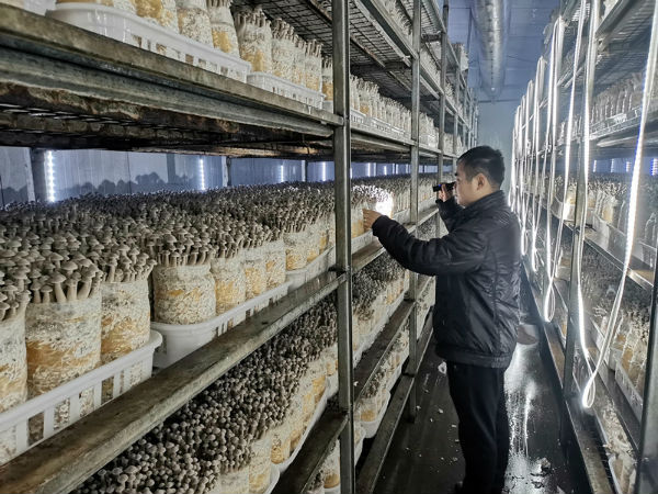 经过近20多年的发展,公司不仅成为国内最大的草菇工厂化基地和省内