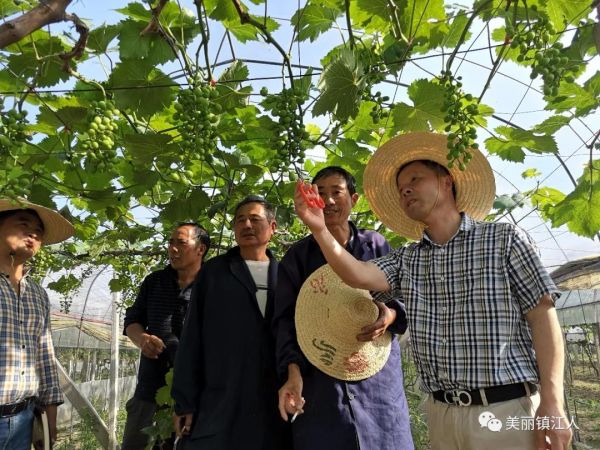 芮东明（右一）手把手教农户疏果。