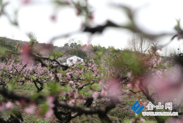嶂山村450余亩桃花进入盛花期