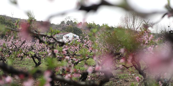 嶂山村450余亩桃花进入盛花期