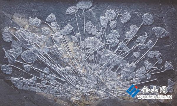 許氏創(chuàng)孔海百合