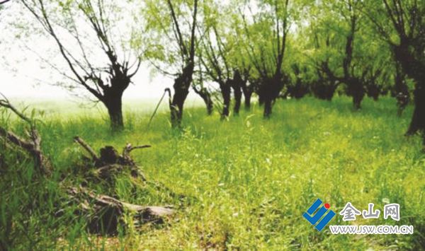 焦東濕地千棵柳灘涂現(xiàn)狀