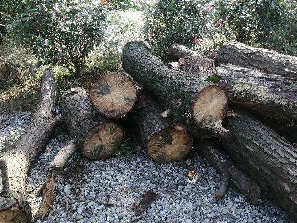 1小时可吃掉疫木数十吨江苏镇江松材线虫病防治成效显著