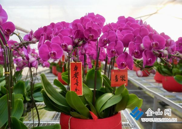 新春走基层丨江苏丹阳：“美丽经济”为春节添“彩”又助农民增收