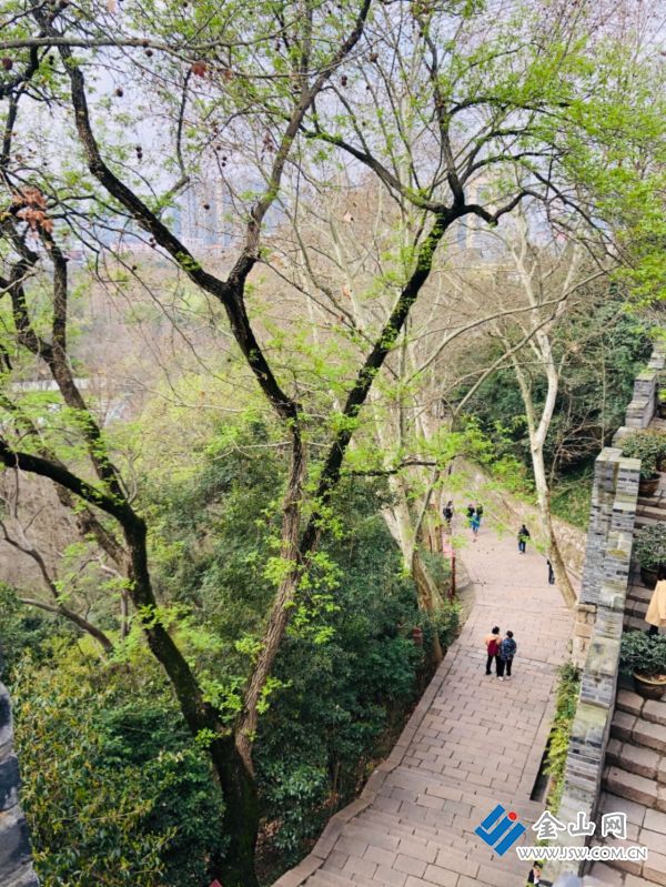 在北固山东吴古道的一侧,一棵百年枫杨探出了嫩青的叶片,满树盎然的