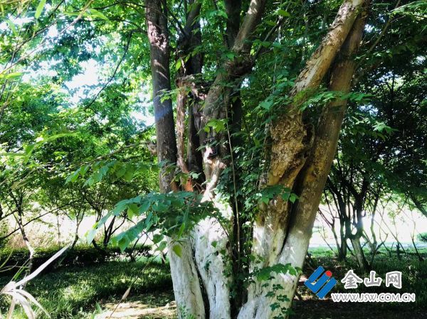 青檀擎天 绿道蜿蜒_中国镇江金山网 国家一类新闻网站