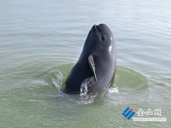 2024年保护区长江江豚1