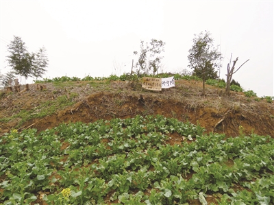 興寧陵墓址 圖：王鐵牛 提供