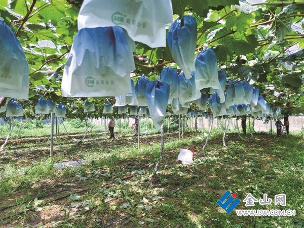 2025葡萄种植大户正在给葡萄套袋  王维_s