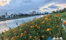 京杭運(yùn)河公園硫華菊盛放