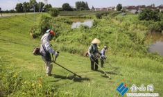 江堤除雜除草 穩(wěn)固防汛安全防線