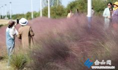 秋日限定！粉黛花海吸引眾多市民打卡