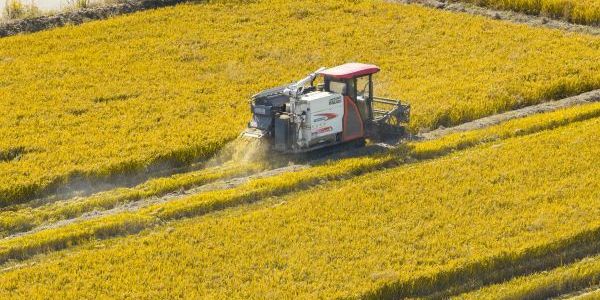 稻田涌金浪  開鐮迎豐收