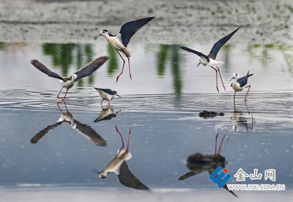 句容優(yōu)美的生態(tài)環(huán)境，吸引越來越多的鳥類來此棲息。 董友洪 石小剛 攝 (1)