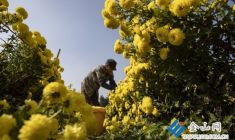 “金色經濟”為農增收
