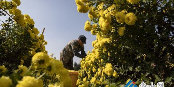 “金色經(jīng)濟(jì)”為農(nóng)增收