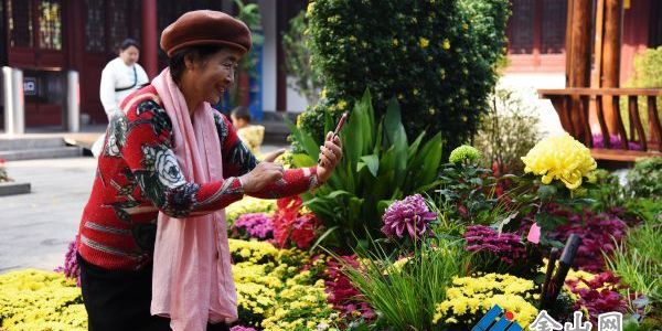 “甘露流芳”菊展絢麗開(kāi)幕