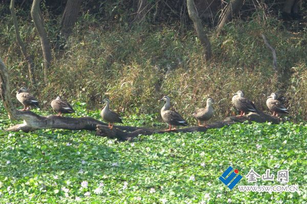 棲息在赤山湖的鳥類。圖片由受訪者提供