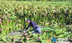 “地下寶貝”上市 農(nóng)戶采收忙