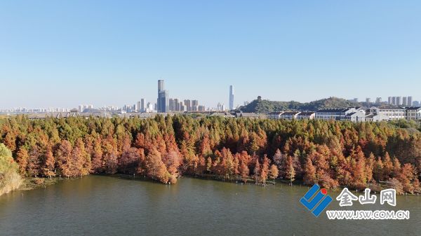 金山湖景區(qū)的水杉林 陶立波 攝