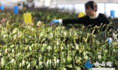 田間管理待花開