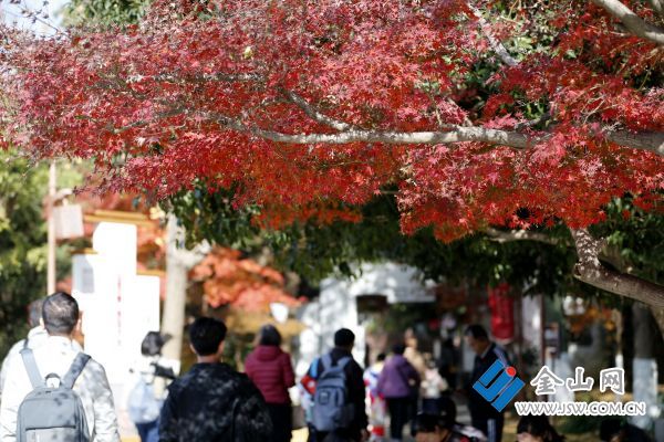 downLoad-20251202074115