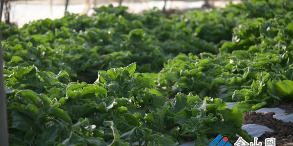 引進(jìn)冰草種植 打造農(nóng)業(yè)新品