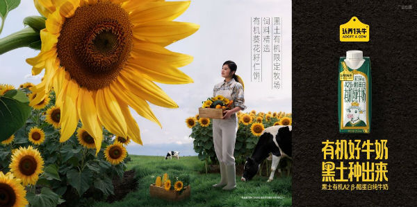 1764828830539980.jpg 向日葵橫.jpg