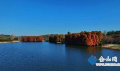 大灣水庫 水杉紅透