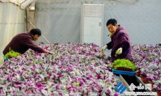 “雙節(jié)”近 花卉“俏”