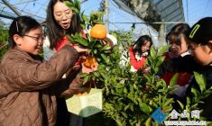 橘園采摘樂學農(nóng)事