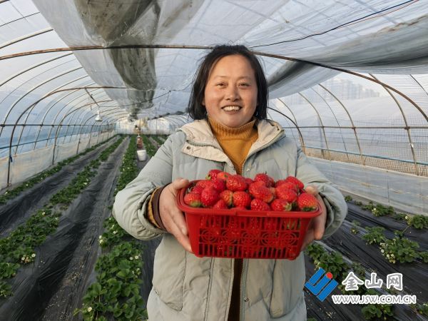 種植戶采摘的首批草莓。潘宇琴 攝