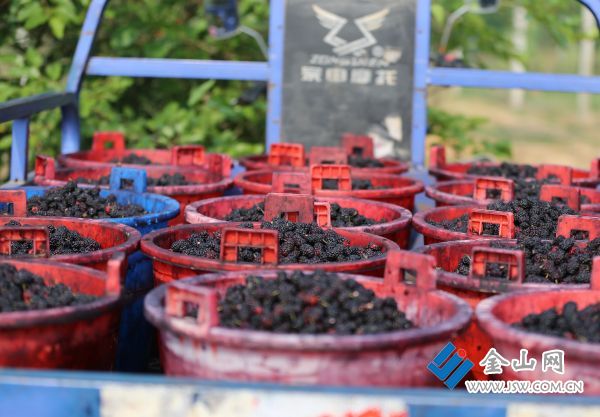 132豐收的喜悅03