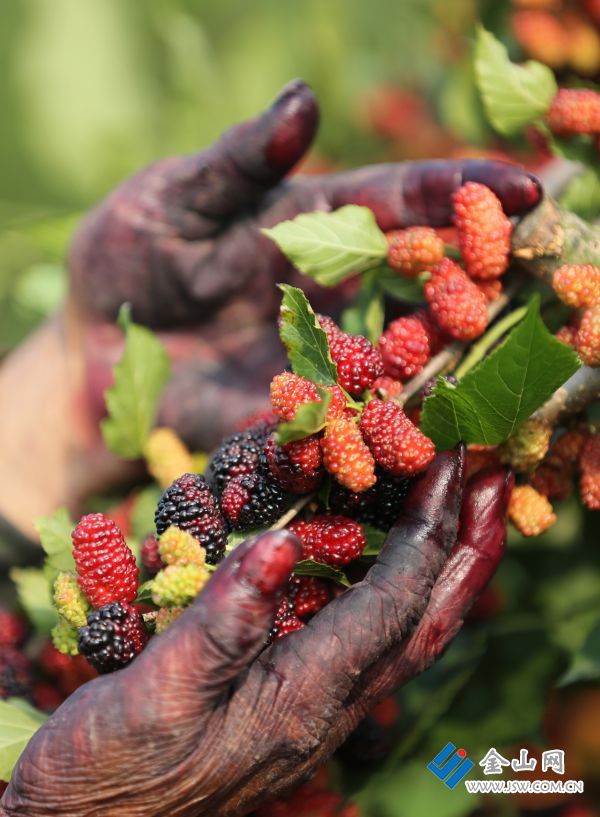 132豐收的喜悅04