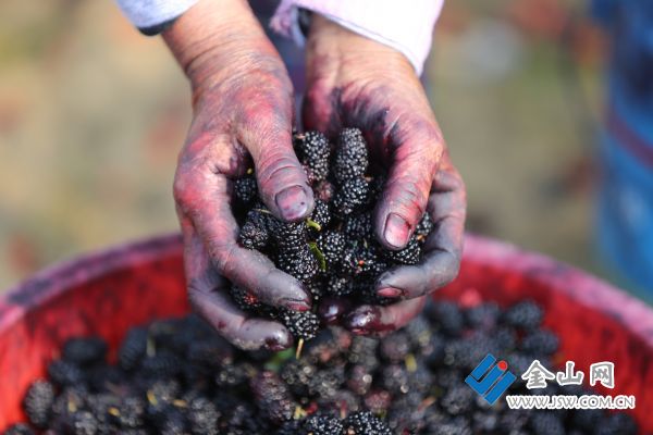 132豐收的喜悅05