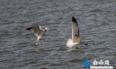 清鳥(niǎo)自來(lái) 北固山畔現(xiàn)“捕魚(yú)能手”倩影