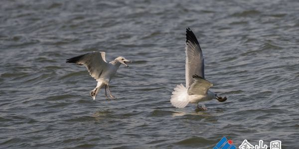 清鳥(niǎo)自來(lái) 北固山畔現(xiàn)“捕魚(yú)能手”倩影