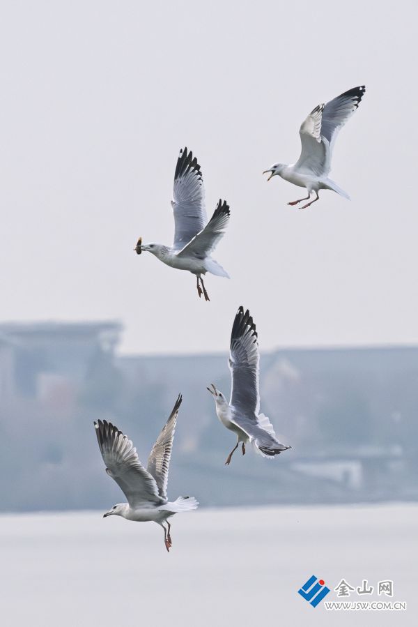 downLoad-20251222014350