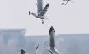 金山湖畔墨韻間 江鷗凌空奪食歡