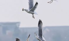 金山湖畔墨韻間 江鷗凌空奪食歡