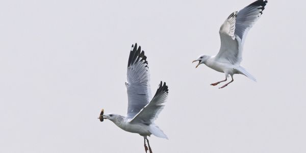 金山湖畔墨韻間 江鷗凌空奪食歡