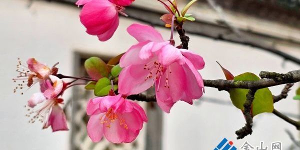 垂絲海棠初冬綻放